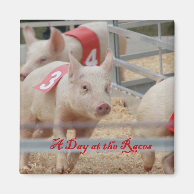 Imán Carreras de cerdo, fotografía de raza de cerdo, ce (Frente)