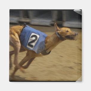 Imán Carreras Greyhound Square Magnet