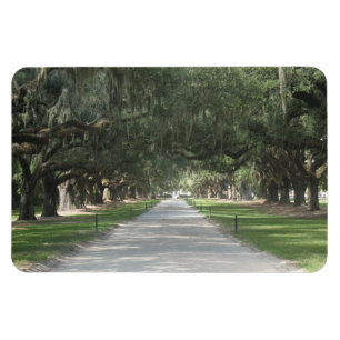 Imán Carretera de roble en Boone Hall, Charleston SC Ma