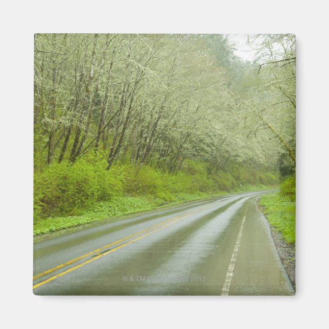 Imán Carretera remota a través del bosque (Frente)