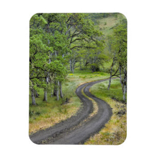 Imán Carretera rural a través de árboles, Oregon