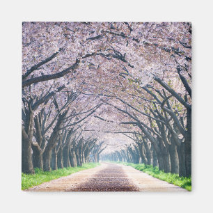 Imán Carril de la flor de cerezo