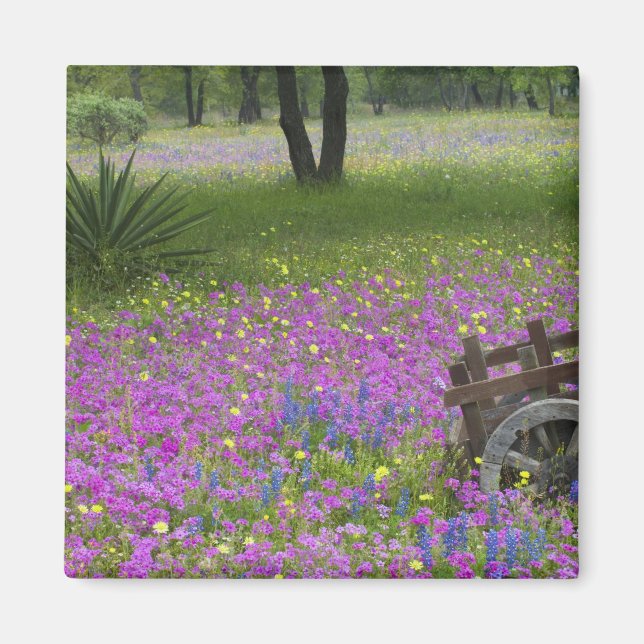 Imán Carro de madera en el campo de Phlox, Bonnets azul (Frente)