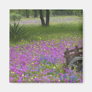Imán Carro de madera en el campo de Phlox, cebos azules