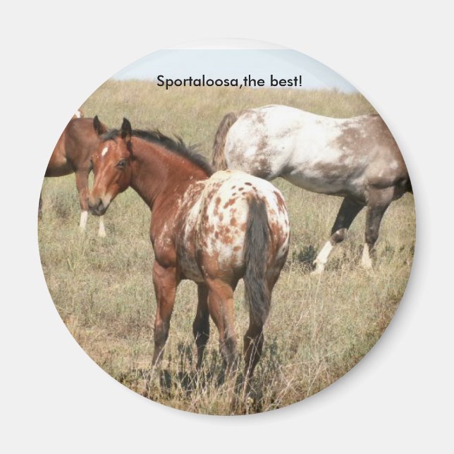 Imán carros (Frente)