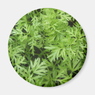 Imán Carrot Tops Magnet