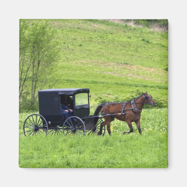 Imán Carruaje y caballo Amish cerca de Berlín, Ohio. (Frente)