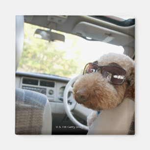 Imán cartón estándar 3