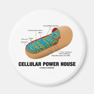 Imán Casa celular del poder (Mitochondrion)