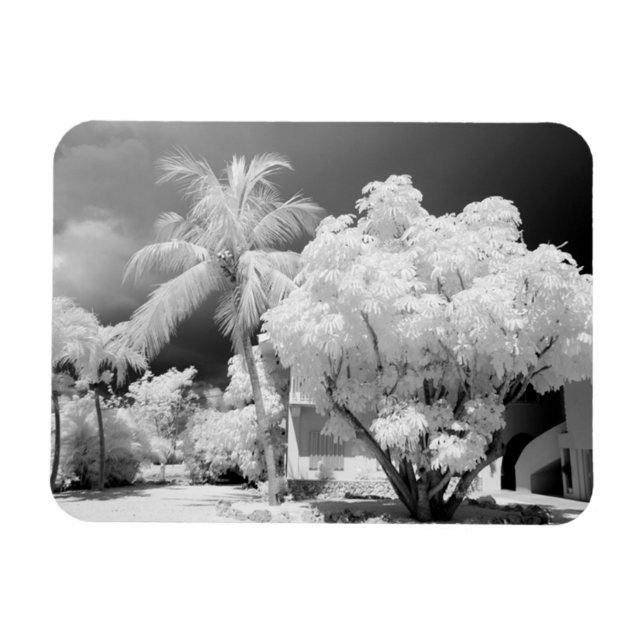 Imán Casa de Florida Keys y sus palmeras, EE. UU. 2 (Horizontal)