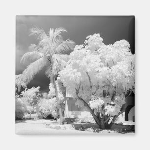 Imán casa de Florida Keys y sus palmeras, EE. UU. 2