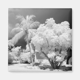 Imán Casa de los Cayos de Florida y sus palmeras, Estad