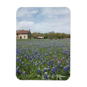 Imán Casa de Texas famosa por Bluebonnets