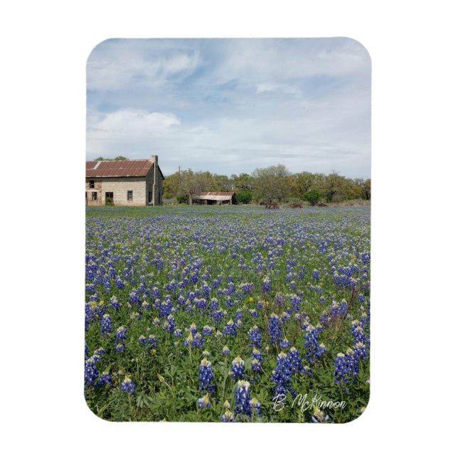 Imán Casa de Texas famosa por Bluebonnets (Vertical)