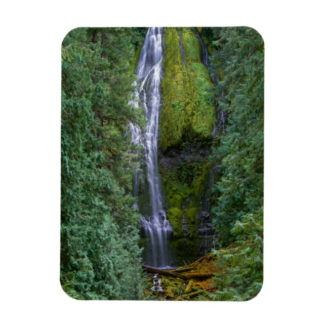 Imán Cascada Lower Proxy | Bosque Nacional Willamette (Vertical)