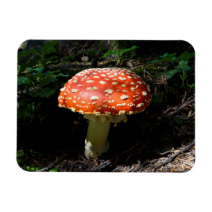 Imán Cascadas Centrales, Estado de Washington