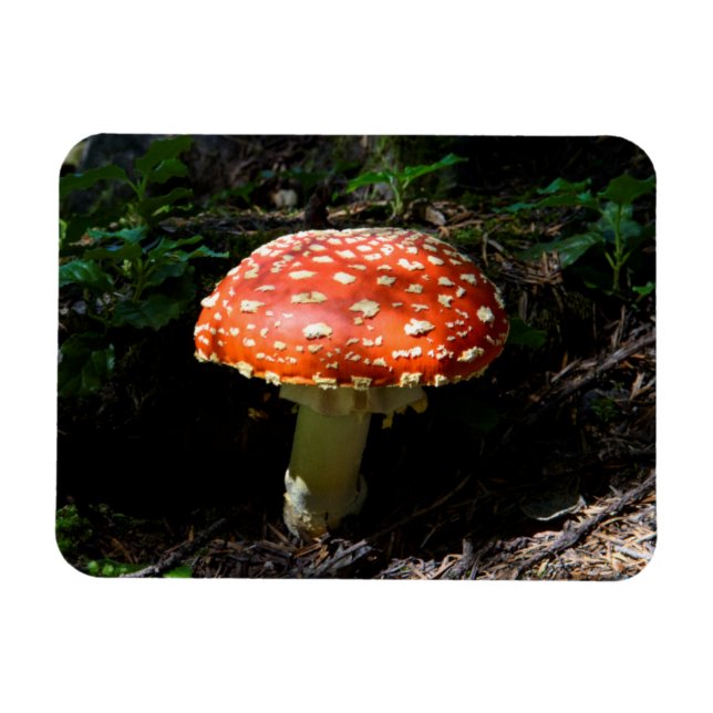 Imán Cascadas Centrales, Estado de Washington (Horizontal)