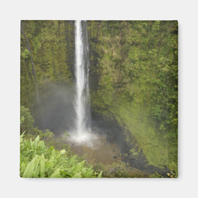 Imán Cascadas de Akaka, Costa de Hamakua, Isla de Hawai (Frente)