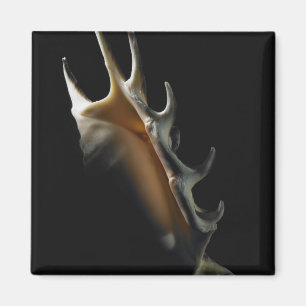 Imán Cáscara de la concha