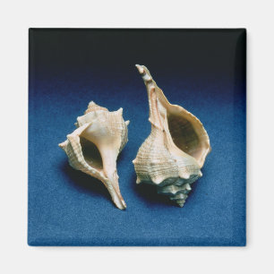 Imán Cáscara del Murex