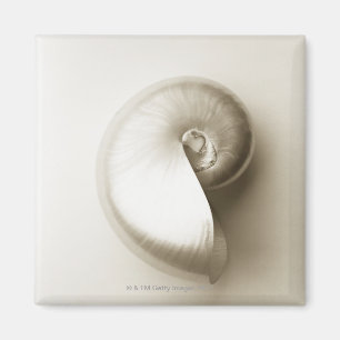 Imán Cáscara Pearlised 2 del mar del nautilus