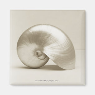 Imán Cáscara Pearlised del mar del nautilus