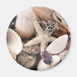 Imán Cáscaras del mar por la orilla