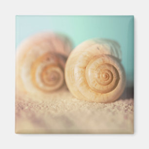Imán Cáscaras del nautilus en la playa