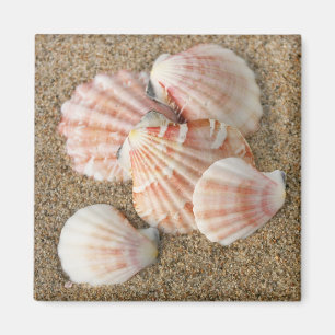 Imán Cáscaras rosadas de la fan