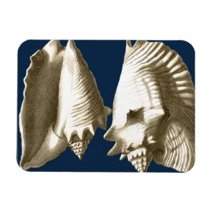 Imán Cascos de Sepia Conch