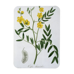 Imán Casia de "Phytographie Medicale" por José Roqu