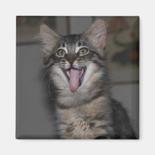 Imán Caspio Yawning Kitten Magnet