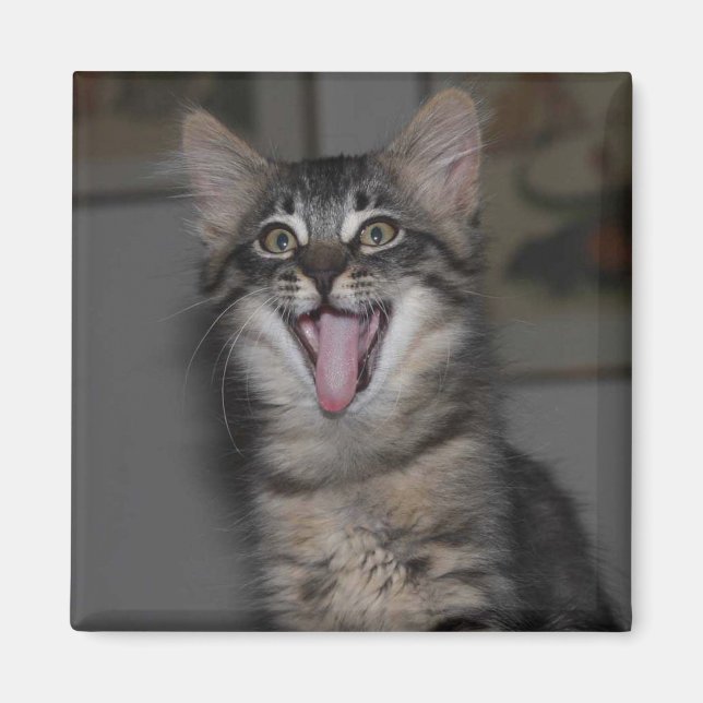 Imán Caspio Yawning Kitten Magnet (Frente)