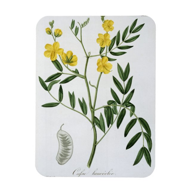 Imán Cassia de 'Phytographie Medicale' de Joseph Roqu (Vertical)