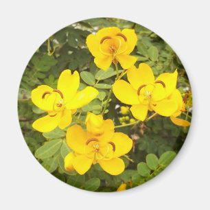 Imán Cassia Flowers Photo Round Magnet