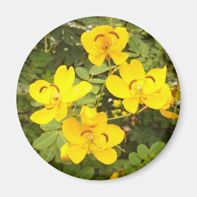 Imán Cassia Flowers Photo Round Magnet (Frente)
