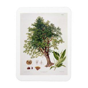 Imán Castaña dulce, grabada por A. Haase (litho del