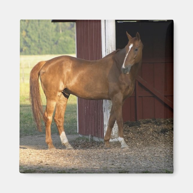 Imán Castaño en pie (Frente)