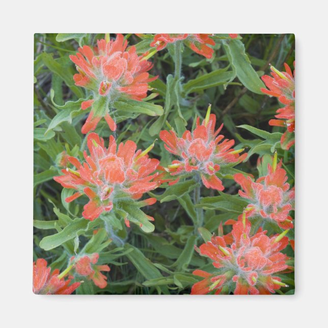 Imán Castilleja silvestre en Many (Frente)