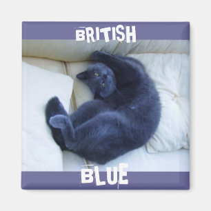 IMÁN CAT AZUL BRITÁNICO