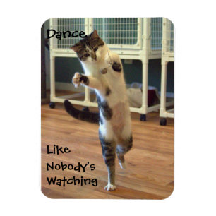 Imán Cat Dance Magnet