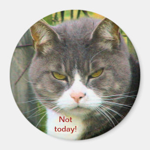 Imán ¡CAT ENOJADO divertido que dice, "NO HOY! "
