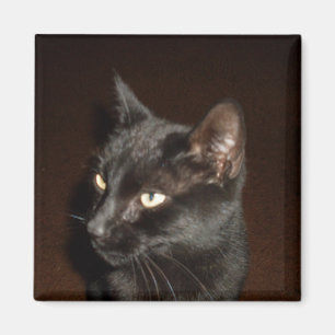 Imán CAT NEGRO