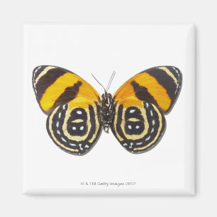 Imán Catagramma cynosura