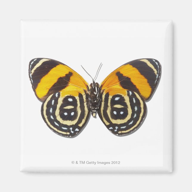 Imán Catagramma cynosura (Frente)