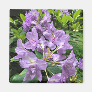Imán Catawbiense Boursault Rhododendrons, Oregon