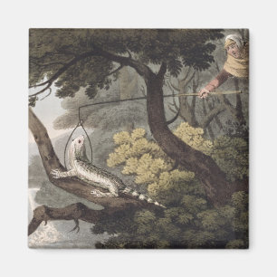 Imán Catcher del lagarto mexicano, grabado por Matthew 