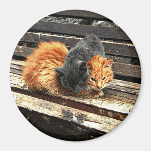 Imán Catnap Cuties