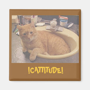 Imán ¡! ¡CATTITUDE! , (o porqué no puedo limpiar) im