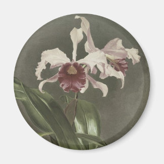 Imán Cattleya Arnoldiana Orchid